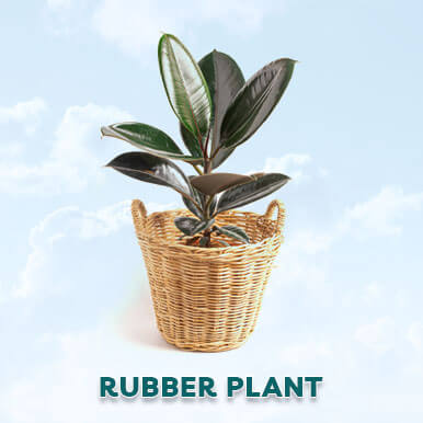 rubber plant Manufacturers