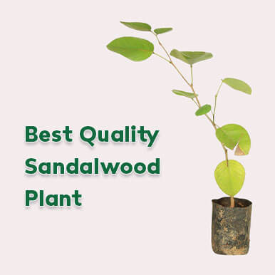 sandalwood plant Manufacturers