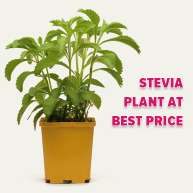 stevia plant Manufacturers