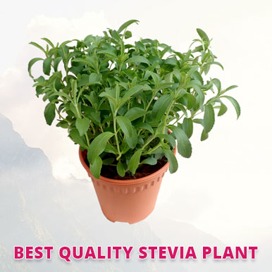 Wholesale stevia plant Suppliers