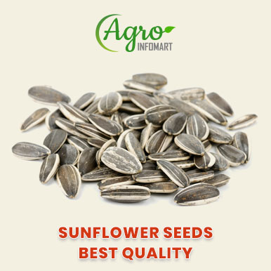 Wholesale sunflower seeds Suppliers