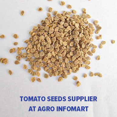 tomato seeds Manufacturers