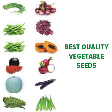 Wholesale vegetable seeds Suppliers