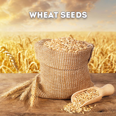 wheat seeds Manufacturers