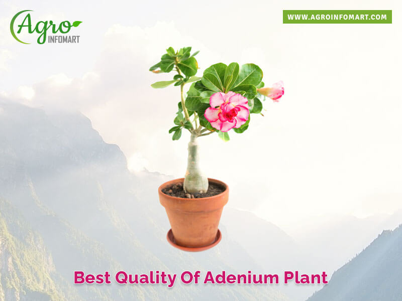 adenium plant Wholesale