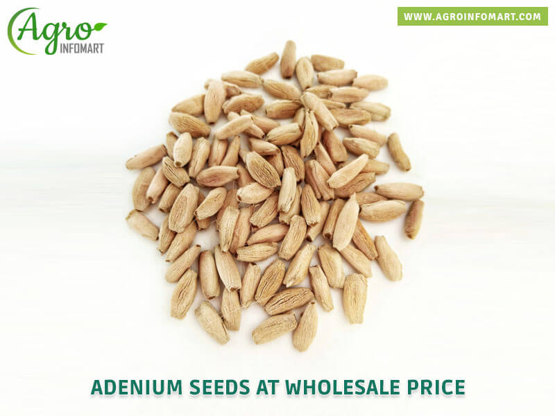 adenium seeds Wholesale