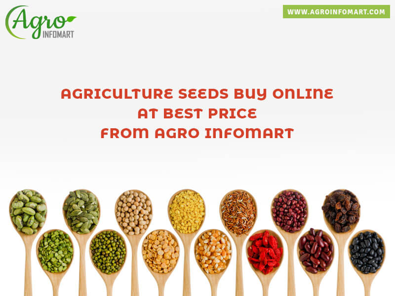 agriculture seeds Wholesale
