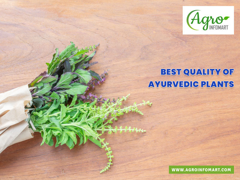 ayurvedic plants Wholesale