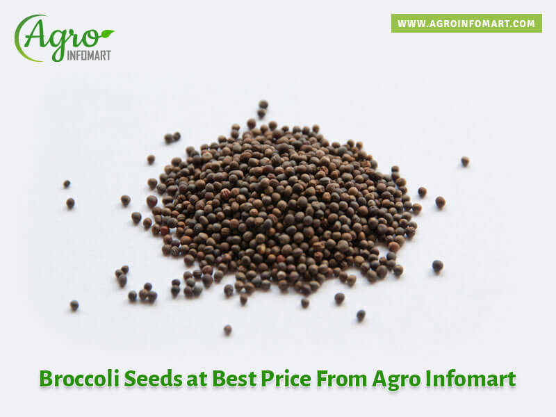 broccoli seeds Wholesale