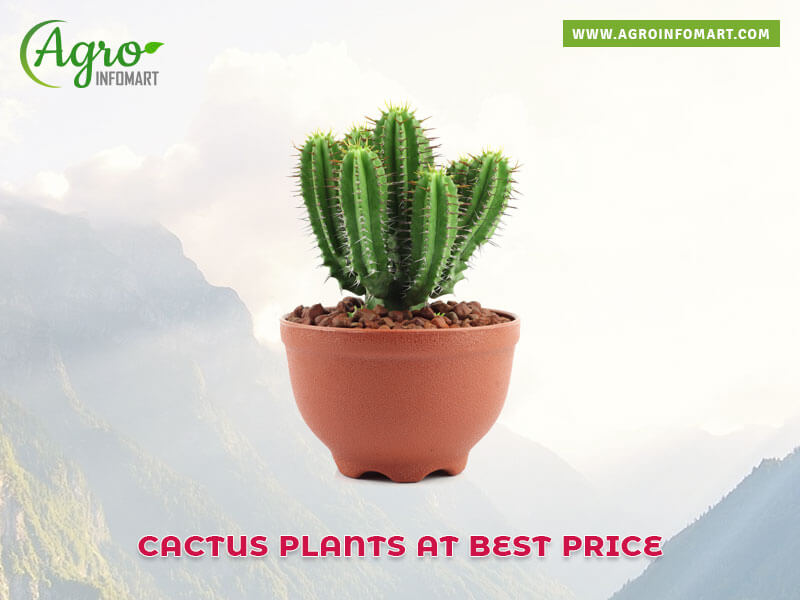 cactus plants Wholesale