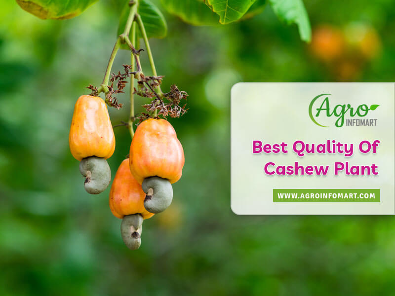Cashew plant manufacturers, suppliers, wholesalers & exporters