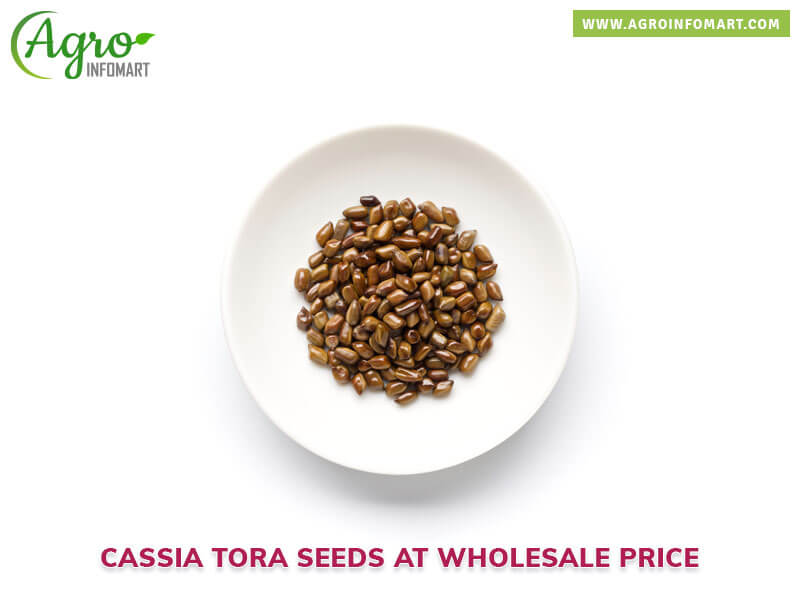 cassia tora seeds Wholesale