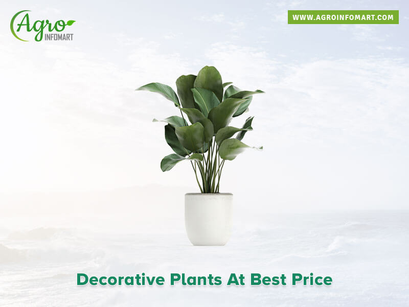 decorative plants Wholesale