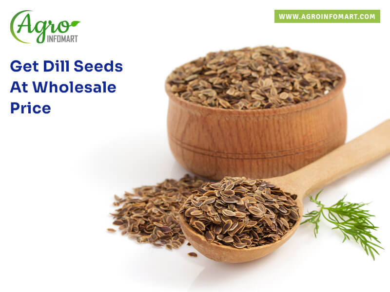 dill seeds Wholesale