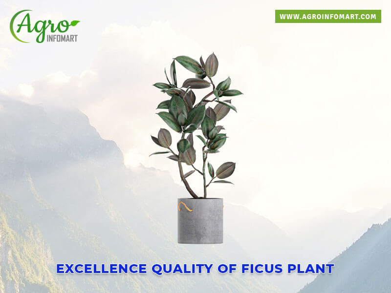 ficus plant Wholesale
