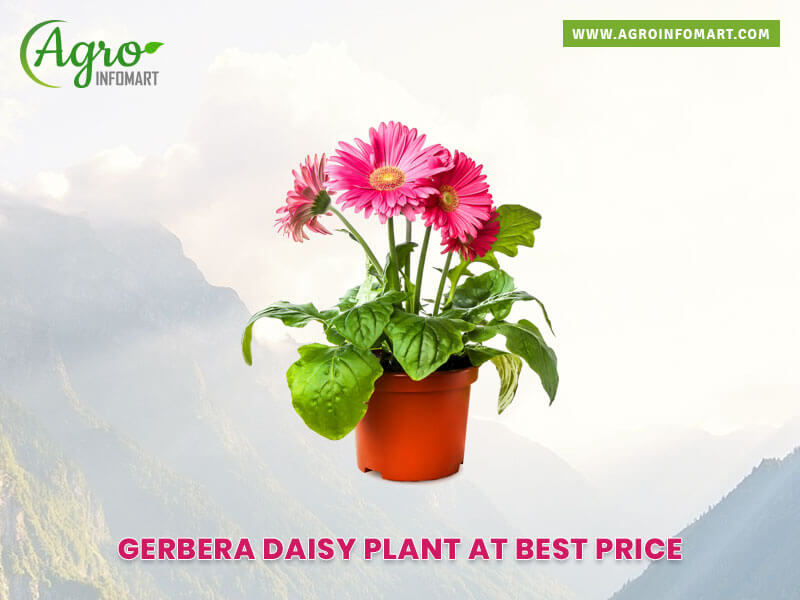 gerbera daisy plant Wholesale