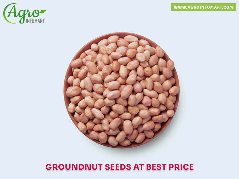 groundnut seeds Wholesale