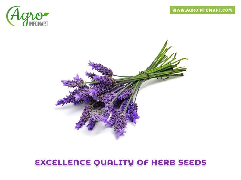 herb seeds Wholesale