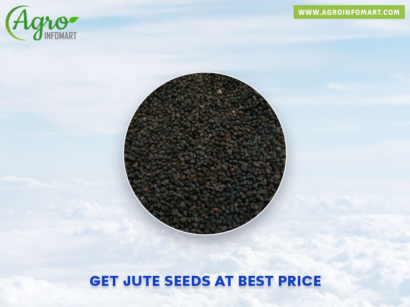 jute seeds Wholesale