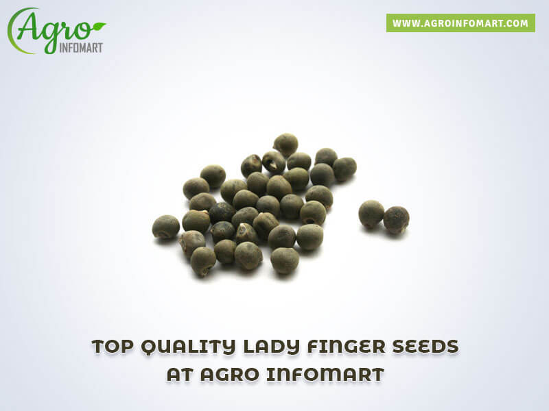 lady finger seeds Wholesale
