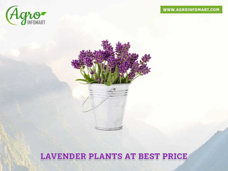 lavender plants Wholesale
