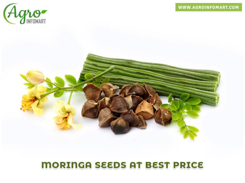 moringa seeds Wholesale