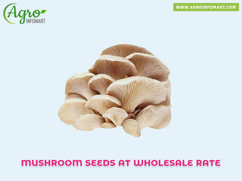 mushroom seeds Wholesale