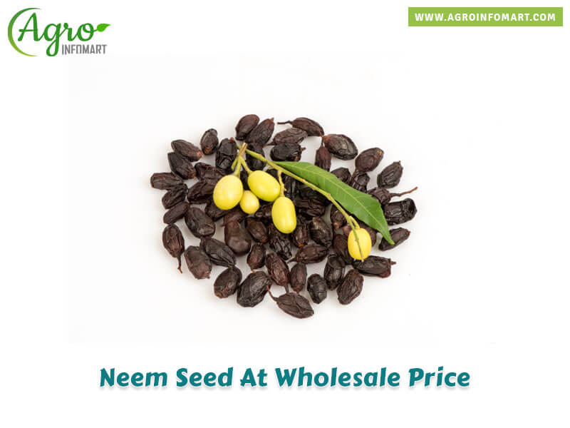 neem seed Wholesale
