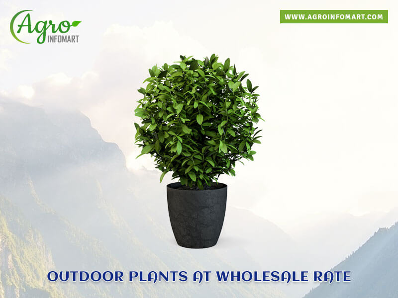 outdoor plants Wholesale