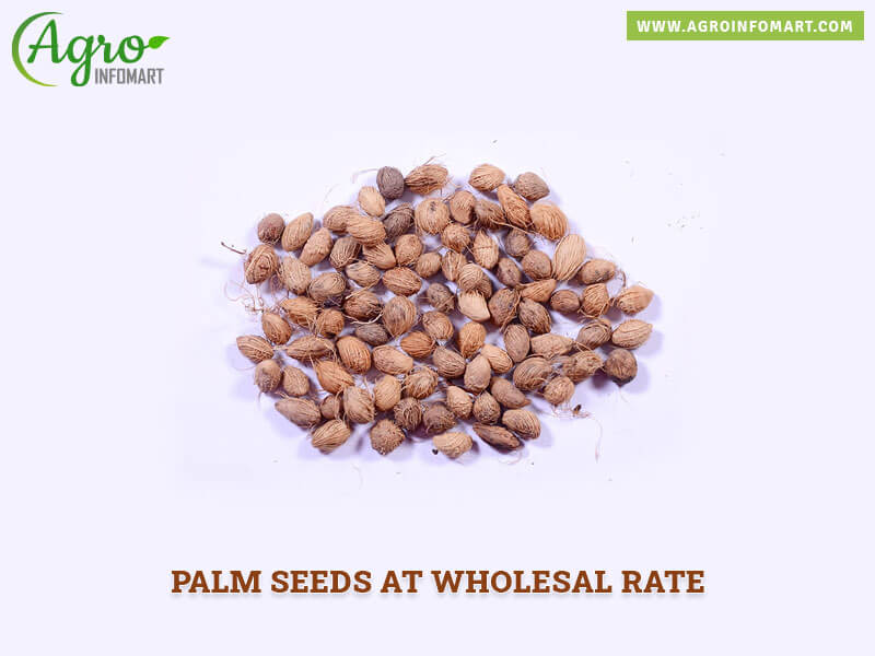 palm seeds Wholesale