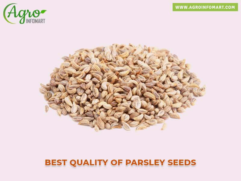 parsley seeds Wholesale
