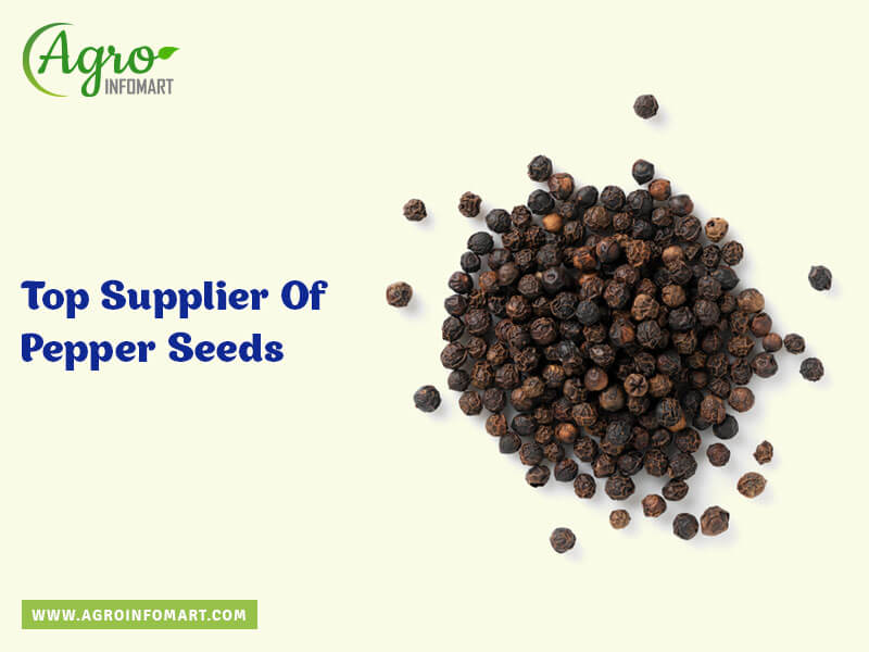 Pepper seeds manufacturers, suppliers & wholesalers