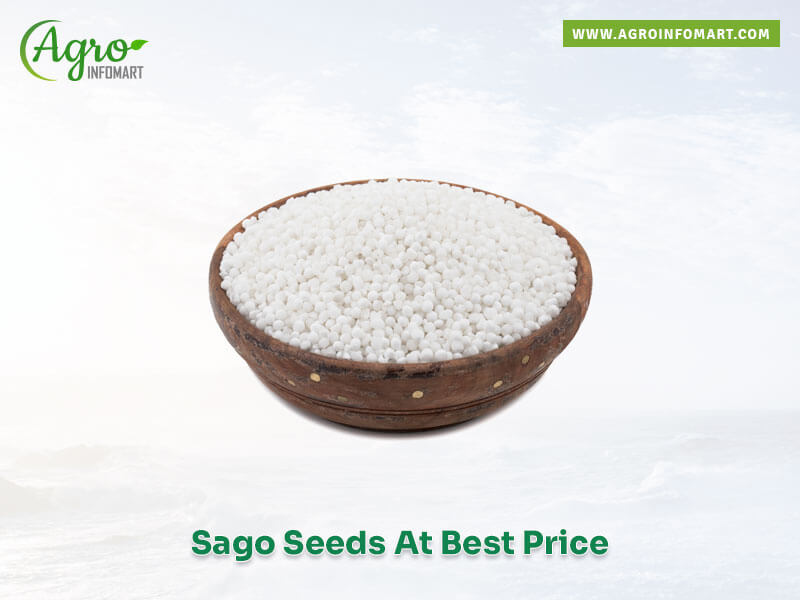 sago seeds Wholesale