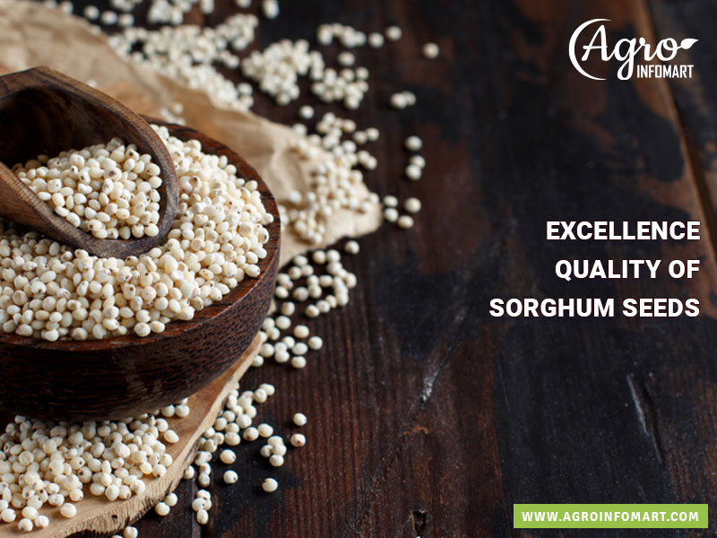 sorghum seeds Wholesale