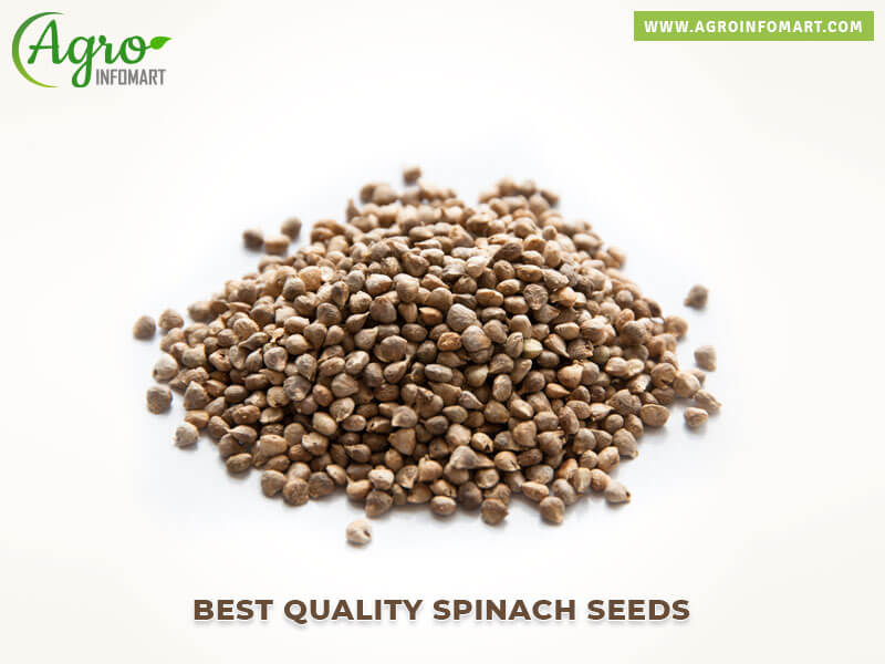 spinach seeds Wholesale