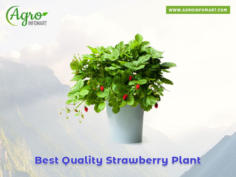 strawberry plant Wholesale