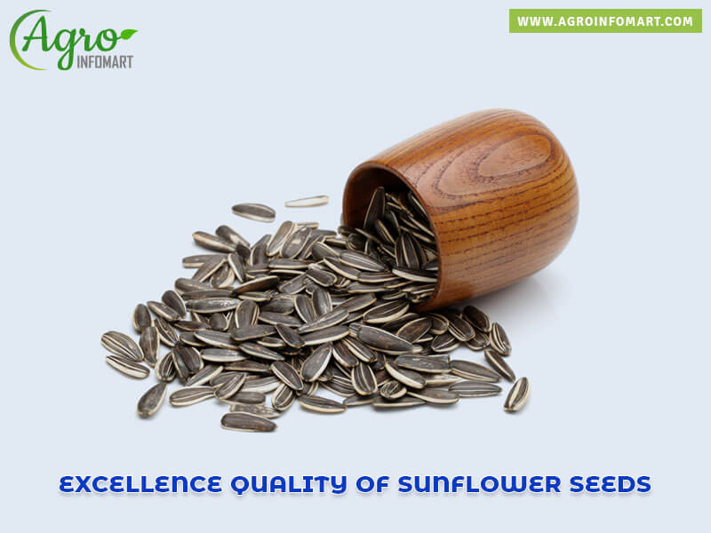 sunflower seeds Wholesale