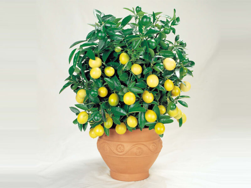 lemon plant companies list