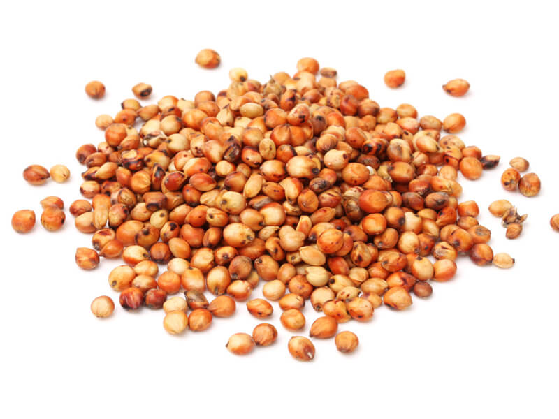 sorghum seeds companies list
