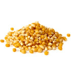 corn seeds