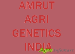 AMRUT AGRI GENETICS INDIA