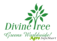 Divine Tree Limited ahmedabad india
