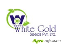 WHITE GOLD SEEDS