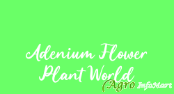 Adenium Flower Plant World