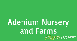 Adenium Nursery and Farms