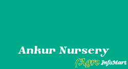 Ankur Nursery  