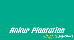 Ankur Plantation