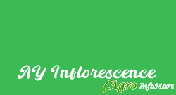 AY Inflorescence