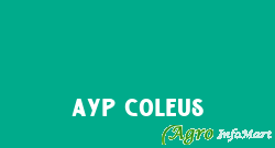 AYP Coleus ghaziabad india