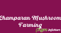 Champaran Mushroom Farming